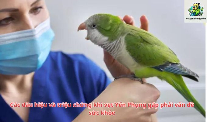 Các dấu hiệu và triệu chứng khi vẹt Yến Phụng gặp phải vấn đề sức khỏe