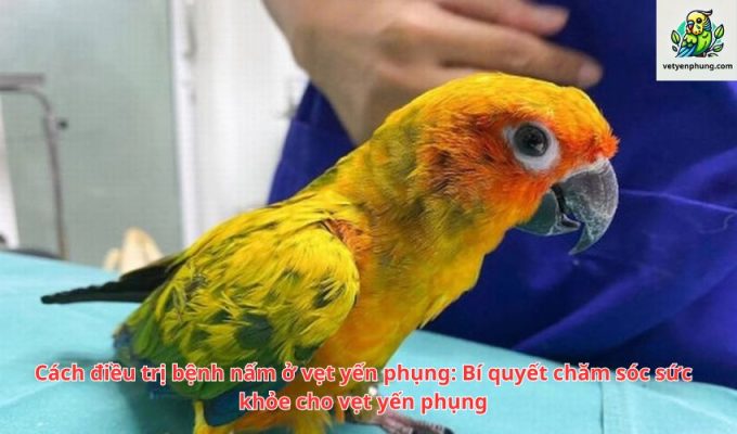 Cách điều trị bệnh nấm ở vẹt yến phụng: Bí quyết chăm sóc sức khỏe cho vẹt yến phụng