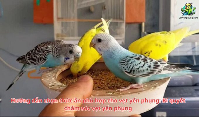 Hướng dẫn chọn thức ăn phù hợp cho vẹt yến phụng: Bí quyết chăm sóc vẹt yến phụng