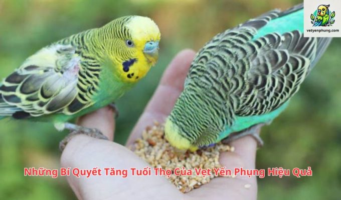 Những Bí Quyết Tăng Tuổi Thọ Của Vẹt Yến Phụng Hiệu Quả