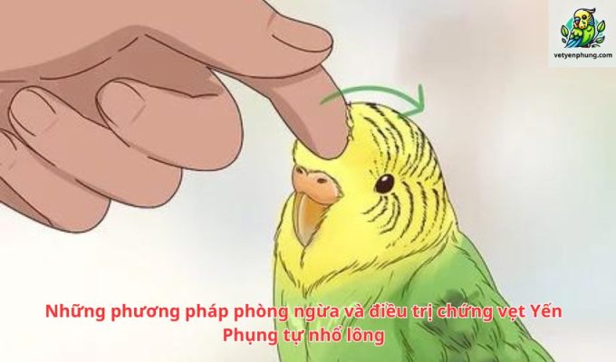 Những phương pháp phòng ngừa và điều trị chứng vẹt Yến Phụng tự nhổ lông