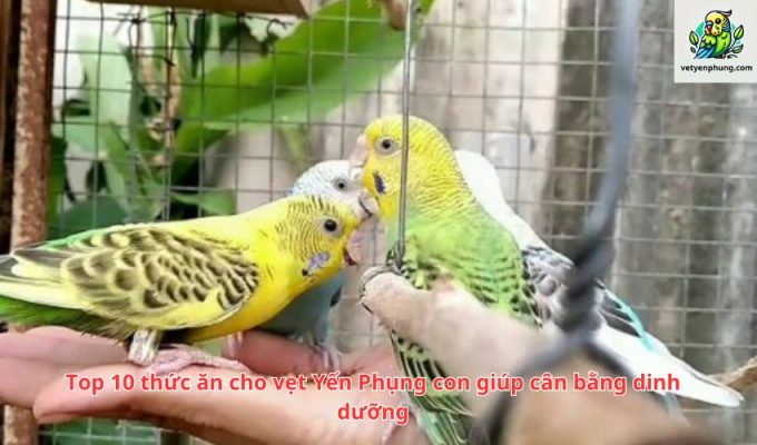 Top 10 thức ăn cho vẹt Yến Phụng con giúp cân bằng dinh dưỡng