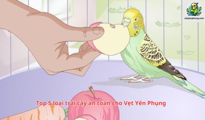 Top 5 loại trái cây an toàn cho Vẹt Yến Phụng